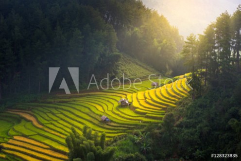 Picture of Sunrise and Beautiful nature  rice fields on terraced of Vietnam Rice fields prepare the harvest at Northwest VietnamVietnam landscapes